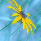 Blackeyed Susan