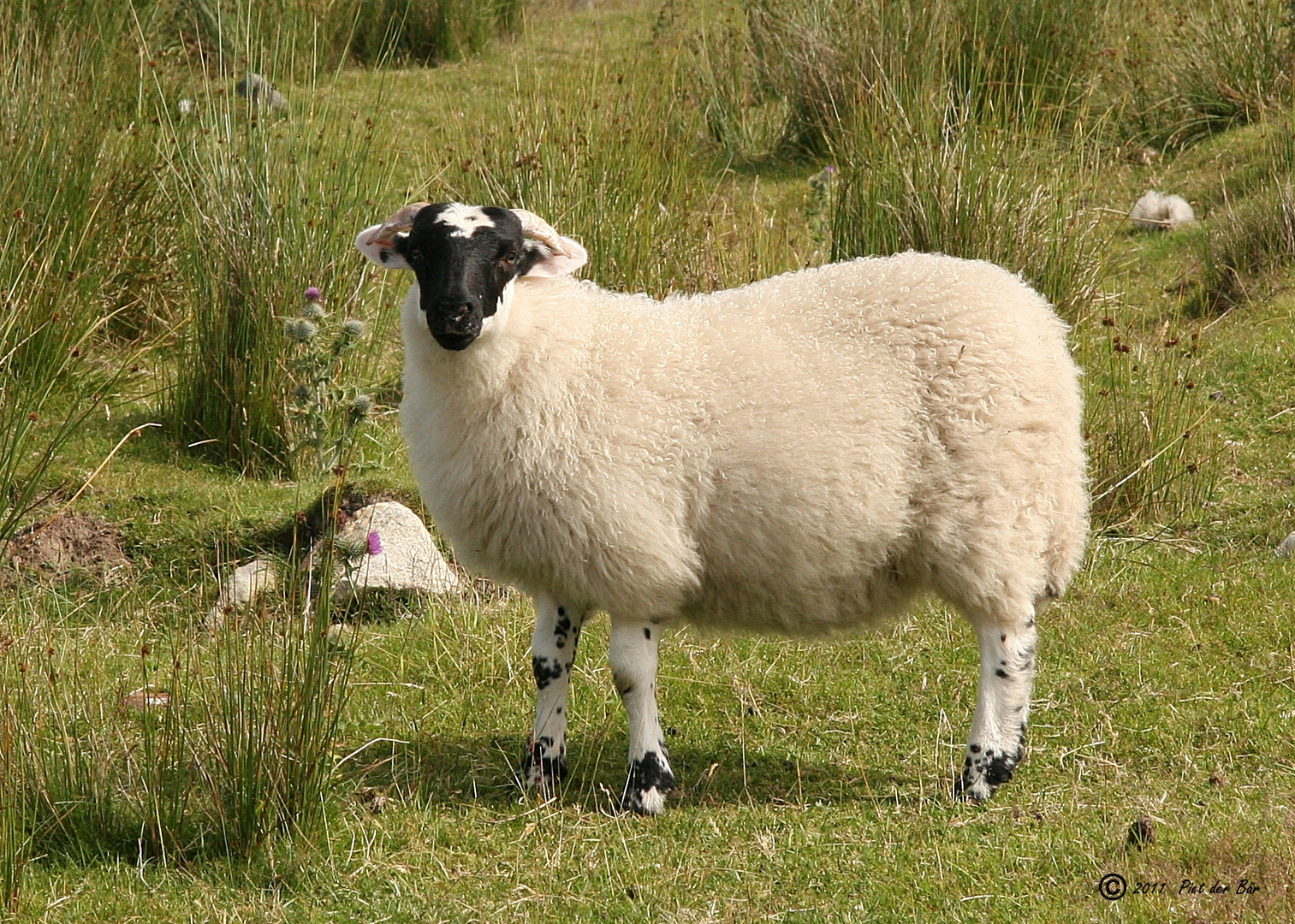 Blackface in den Schottischen Highlands