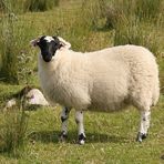 Blackface in den Schottischen Highlands