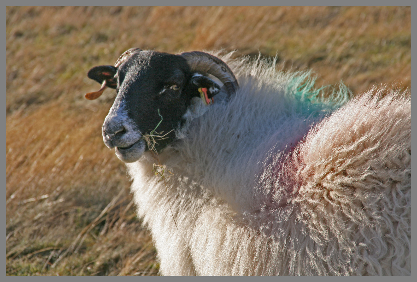 Blackface sheep cheviot hills