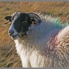 Blackface sheep cheviot hills