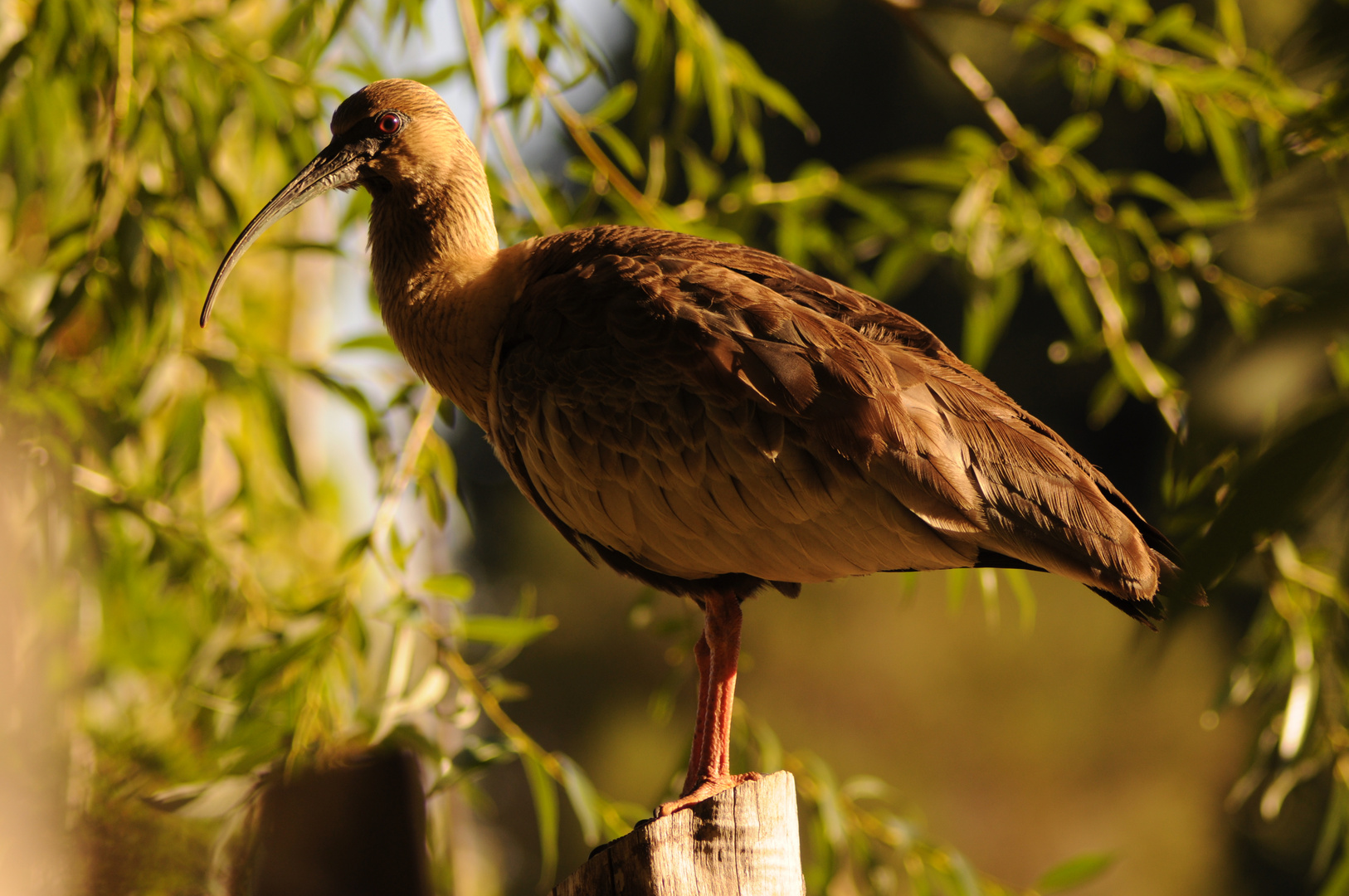 Blackfaced Ibis