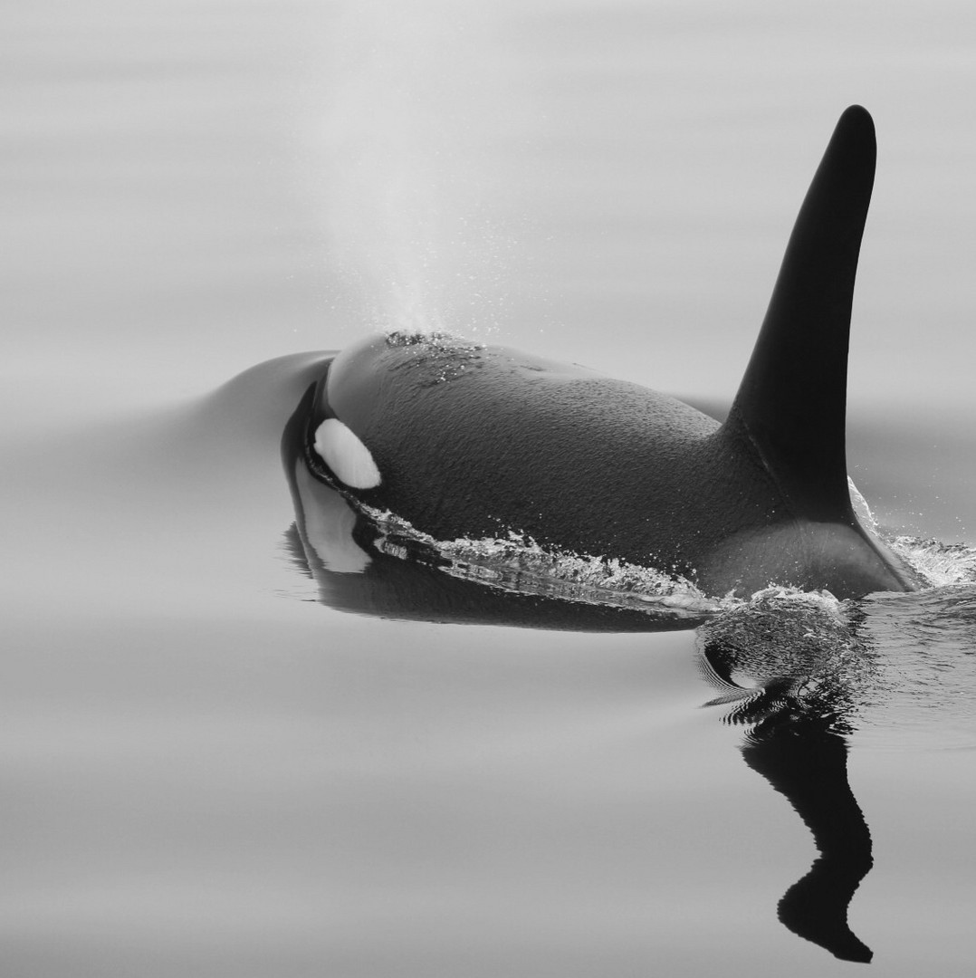 Blackfish Foto & Bild tiere, wildlife, säugetiere Bilder auf