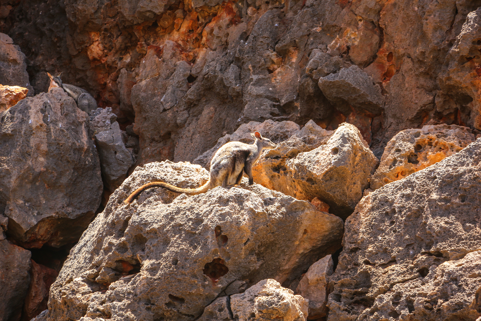 Blackfooted Rockwallabies