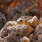 Blackfooted Rockwallabies