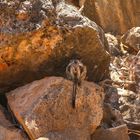 Blackfooted Rockwallaby