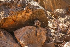 Blackfooted Rockwallaby