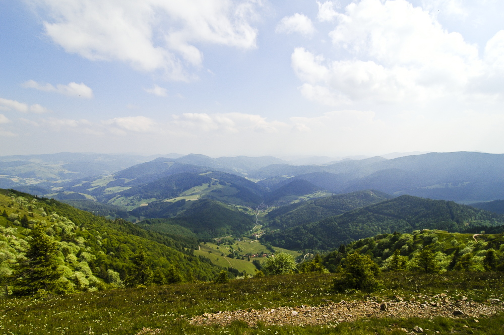 blackforest in spring - view from belchen