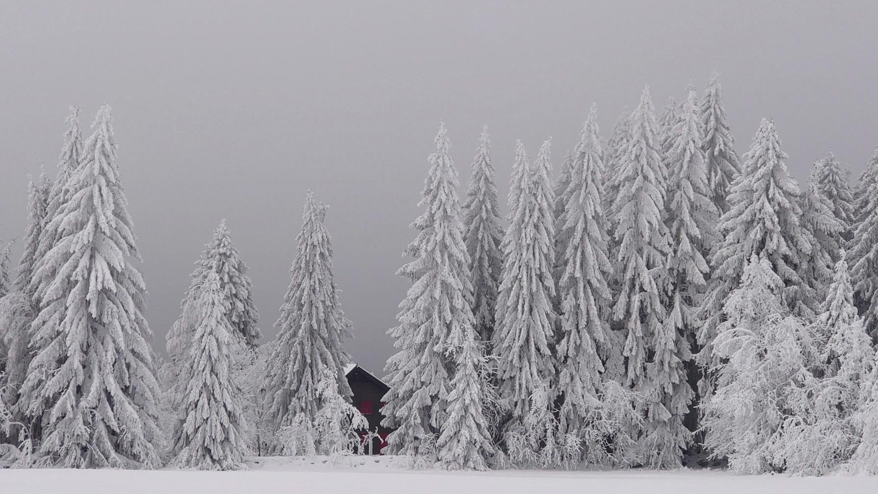 BLACKFOREST IN WHITE