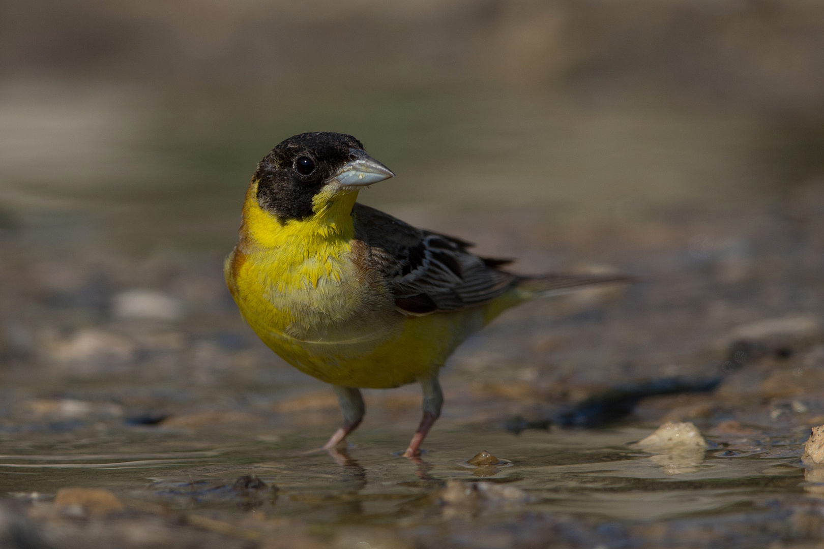 Blackheaded bunting