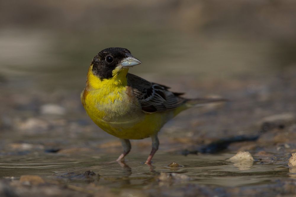 Blackheaded bunting