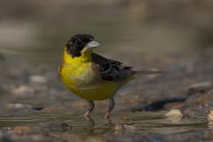 Blackheaded bunting