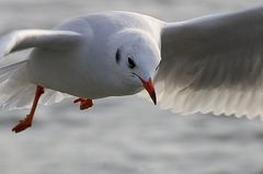 Blackheaded gull (winter)