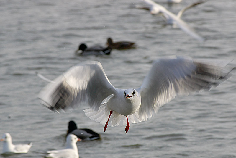 Blackheaded Gull (winter) II