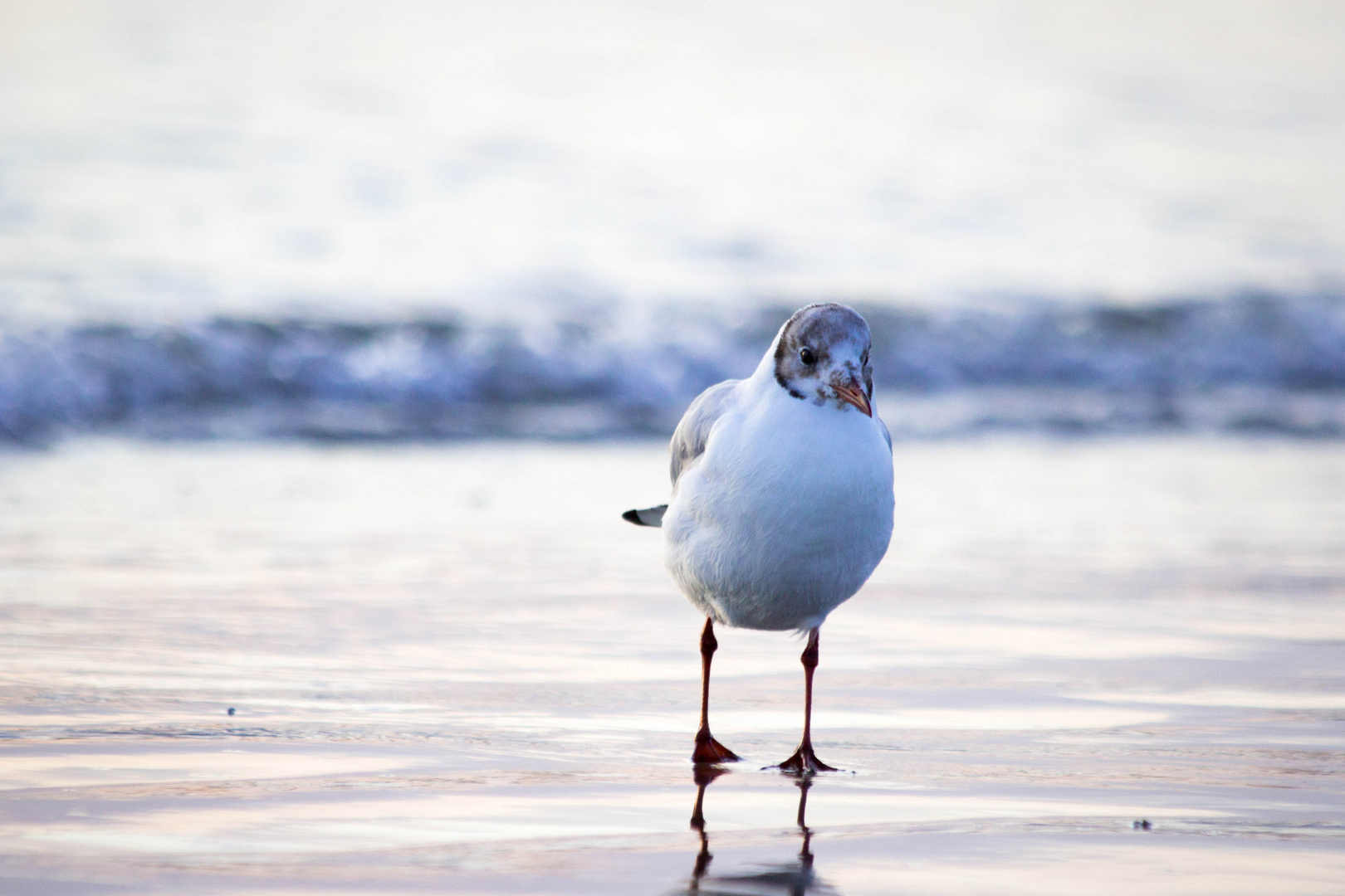 Black.headed.gull.