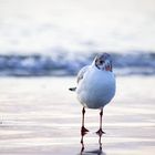 Black.headed.gull.