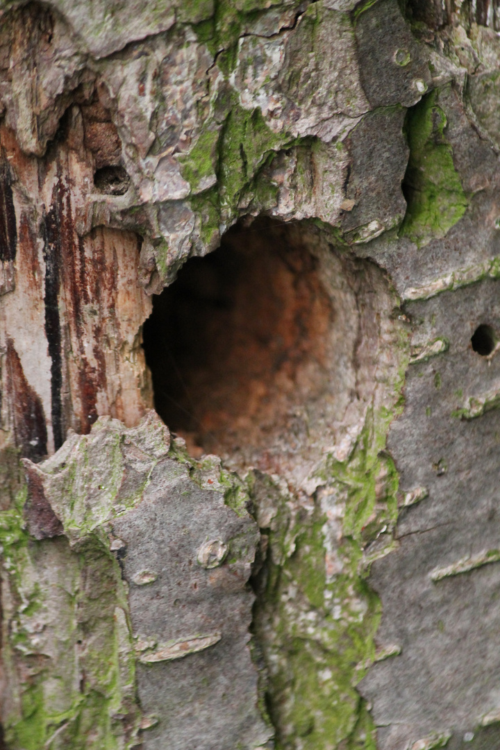 Blackhole im Baum