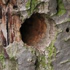 Blackhole im Baum