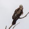 BlackKite