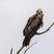 BlackKite