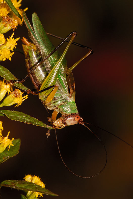 Blacklegged Meadow Katydid