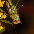 Blacklegged Meadow Katydid