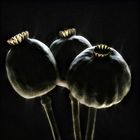 Blackmohn