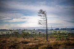BlackMooreTree