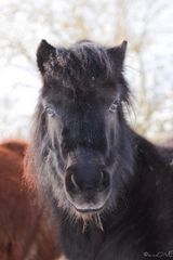 Black.pony.