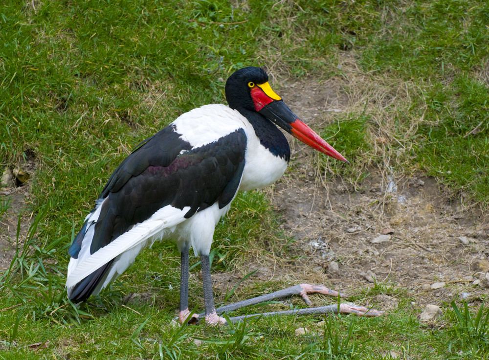 Black,red,gold.... a German or a Belgian bird ?