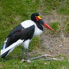 Black,red,gold.... a German or a Belgian bird ?