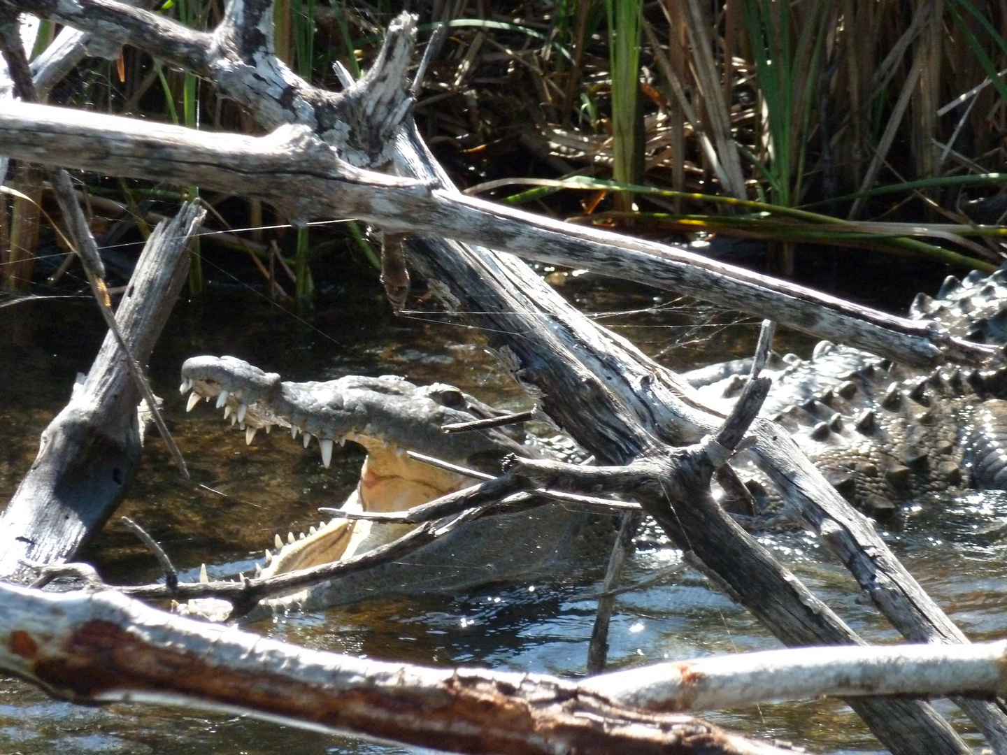 Blackriver Safari