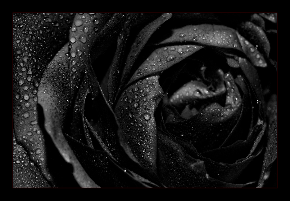 ~black*rose~