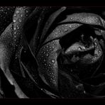 ~black*rose~