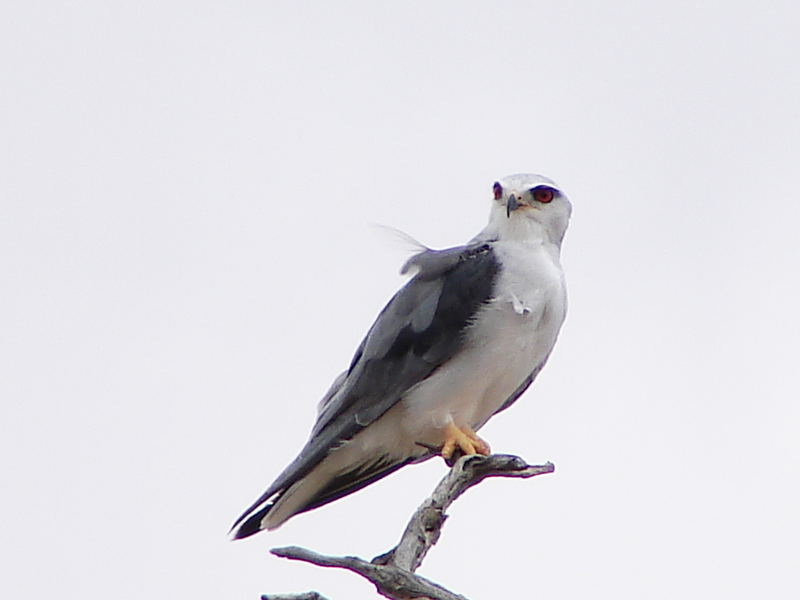 Blackshouldered Kite