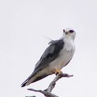 Blackshouldered Kite