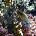 Blackside Hawkfish 3