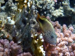 Blackside Hawkfish 3