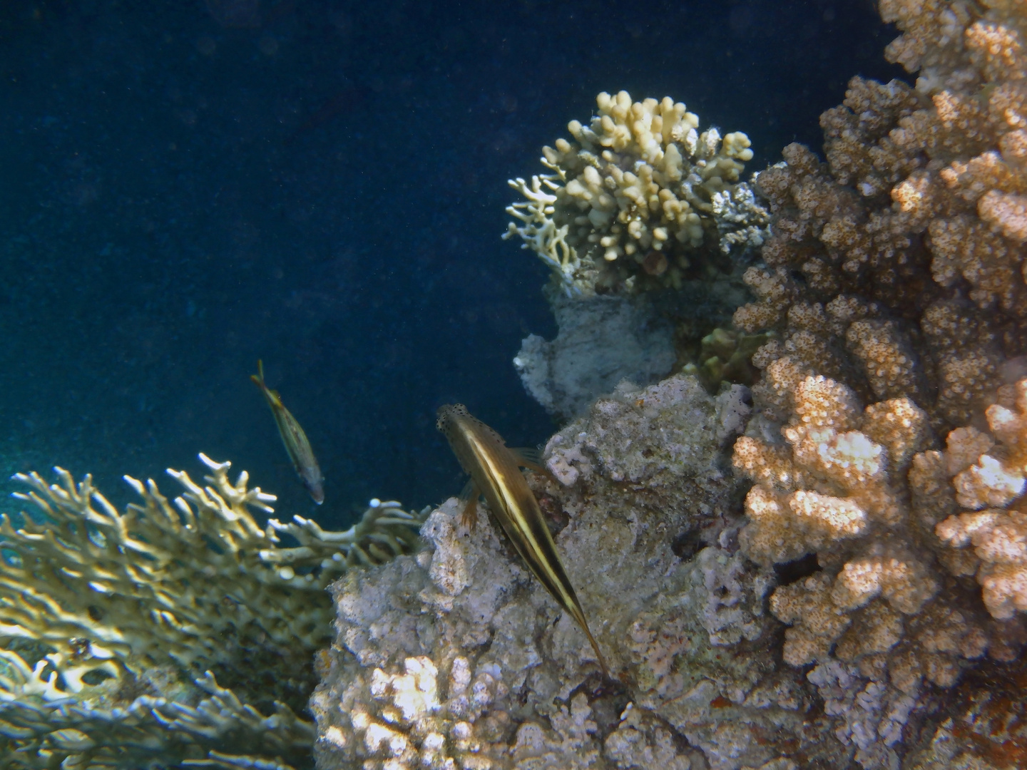 Blackside Hawkfish