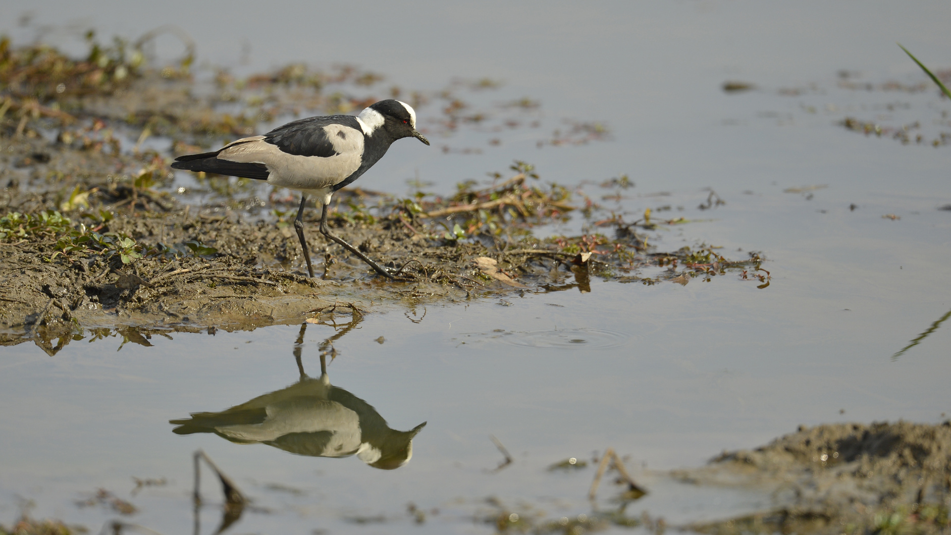 Blacksmith Lapwing