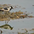 Blacksmith Lapwing