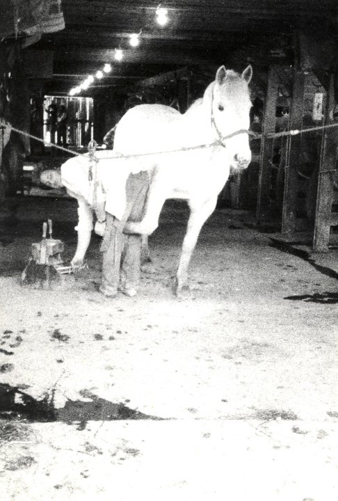 BLACKSMITH SHOEING A HORSE.