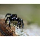 Blackspider