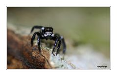 Blackspider