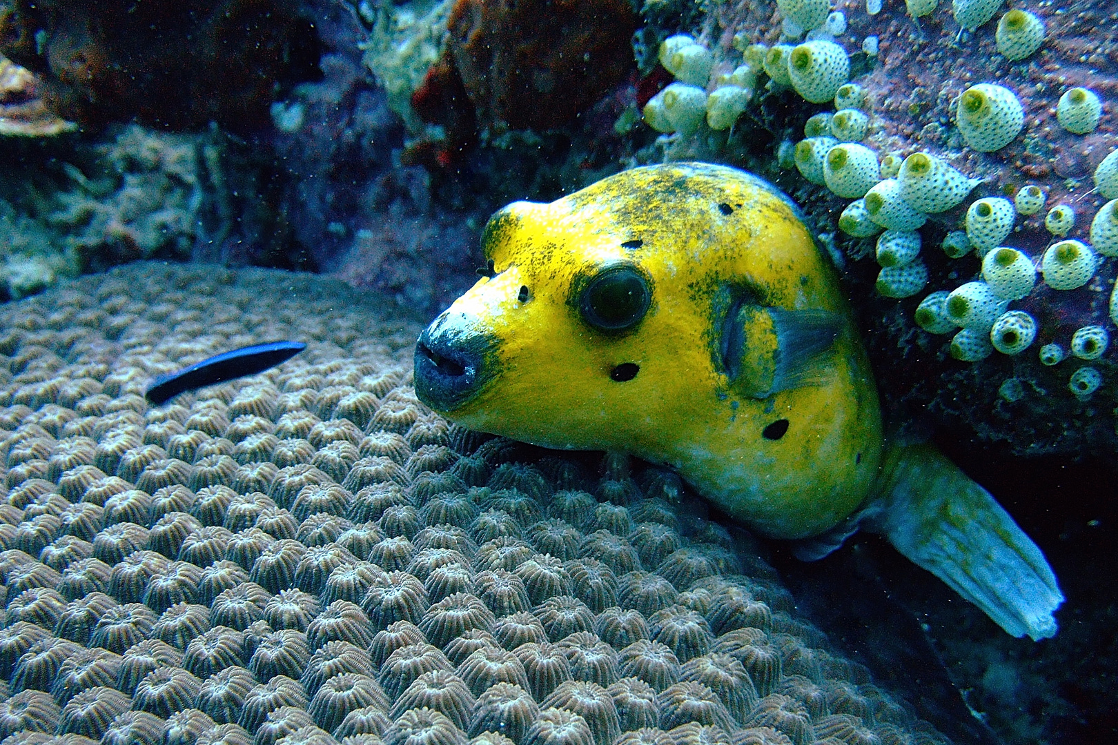 Blackspotted puffer looks out of its peephole ...