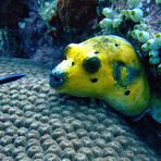 Blackspotted puffer looks out of its peephole ...