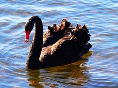 Blackswan