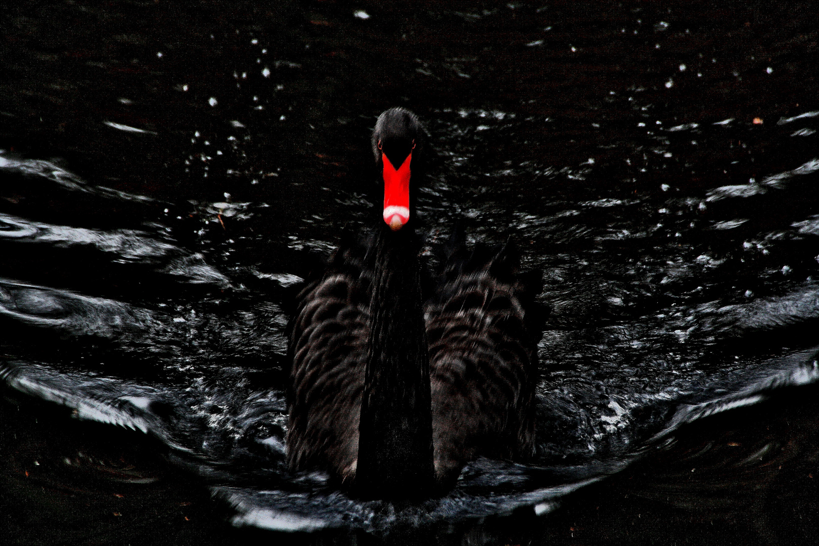 BlackSwan