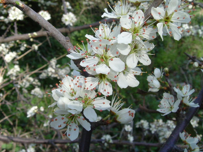 Blackthorn