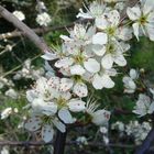 Blackthorn